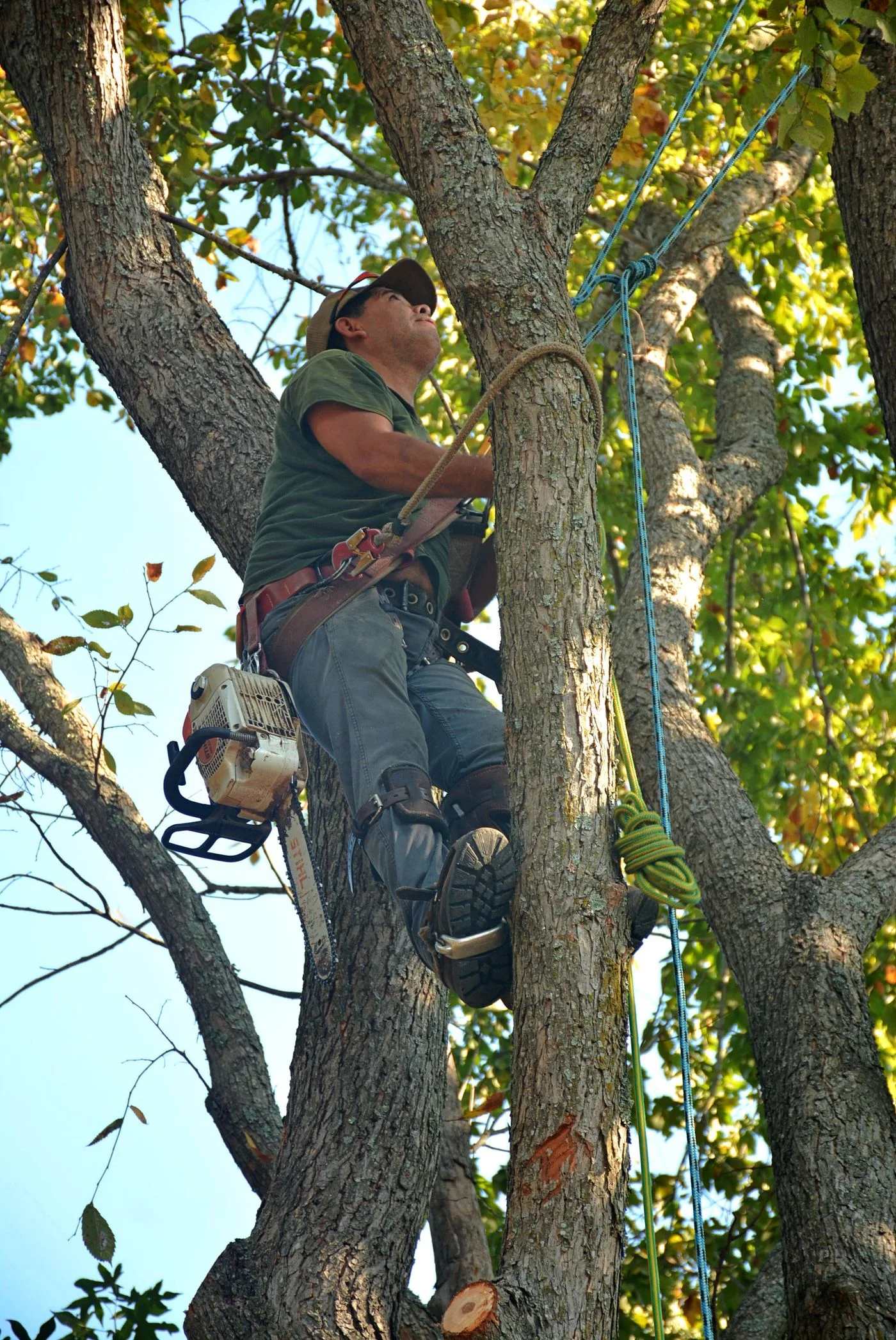 Javier Espinoza, owner of Javier's Tree Service, climbing high in a tree on a job in Central Indiana