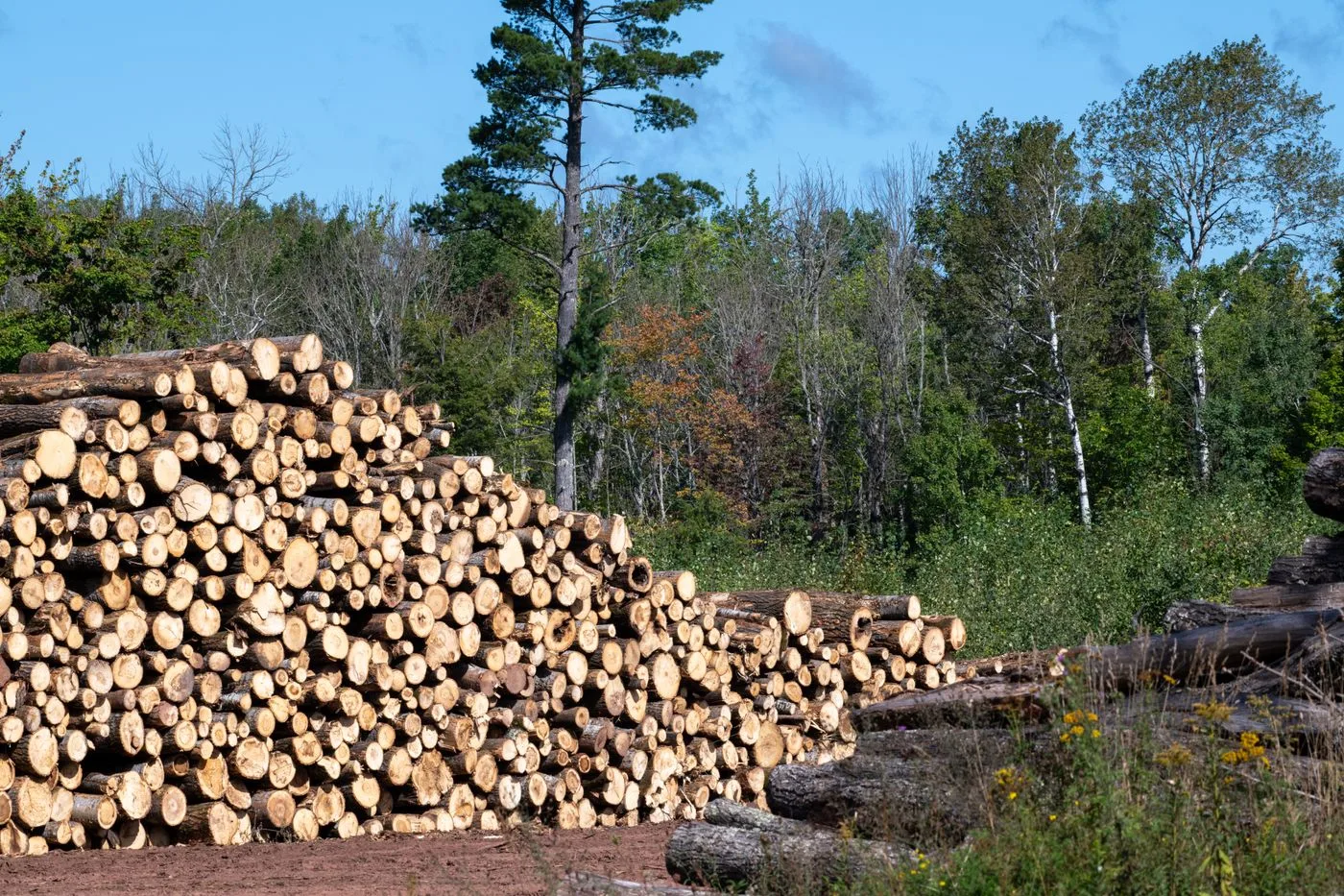 Cut log sections and firewood from a Javier's Tree Service removal