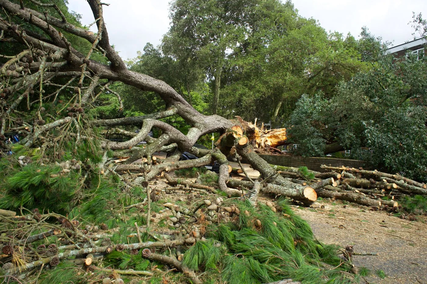 Large storm-downed tree removed by Javier's Tree Service