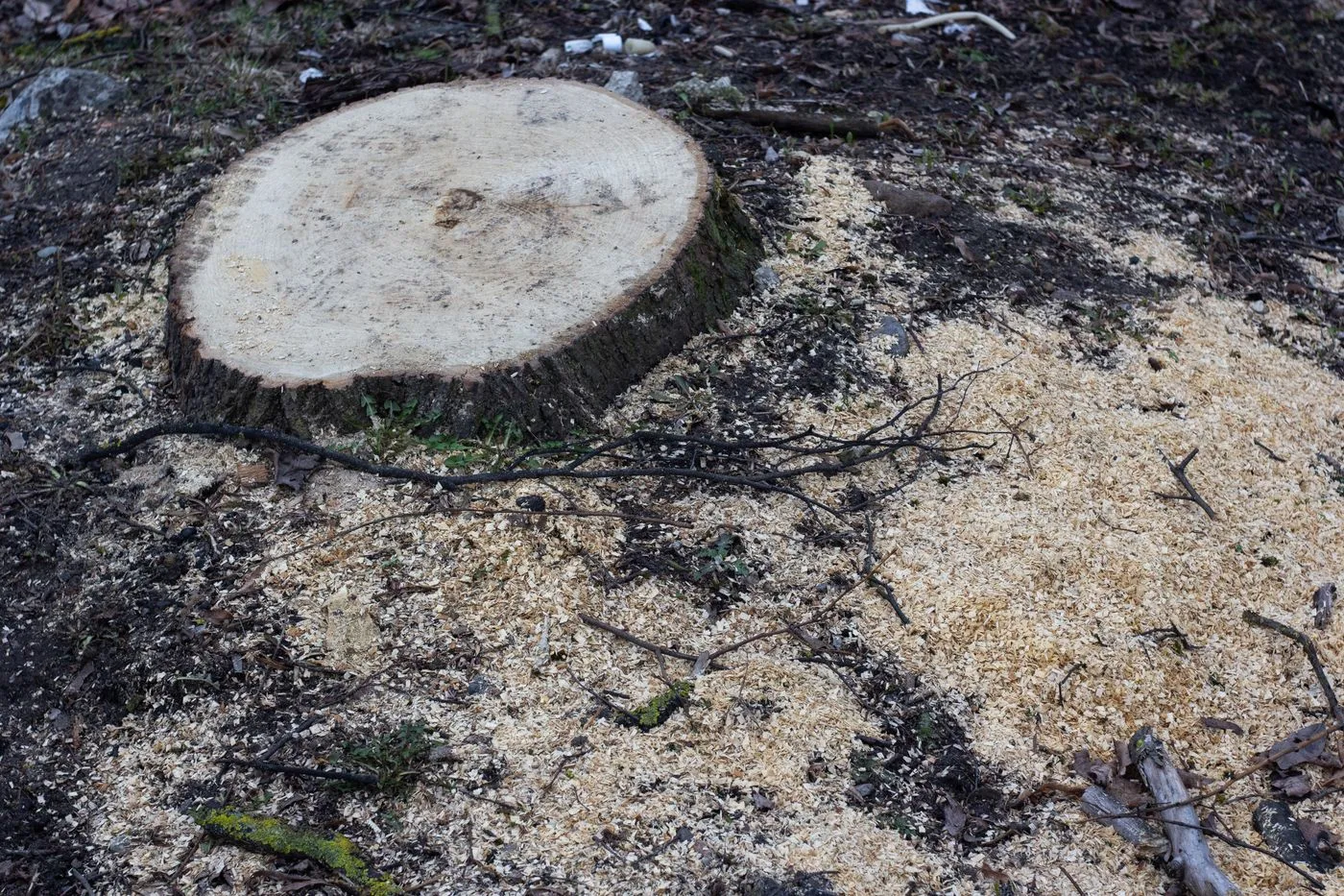 Tree stump cut low and the area cleaned up after a removal by Javier's Tree Service
