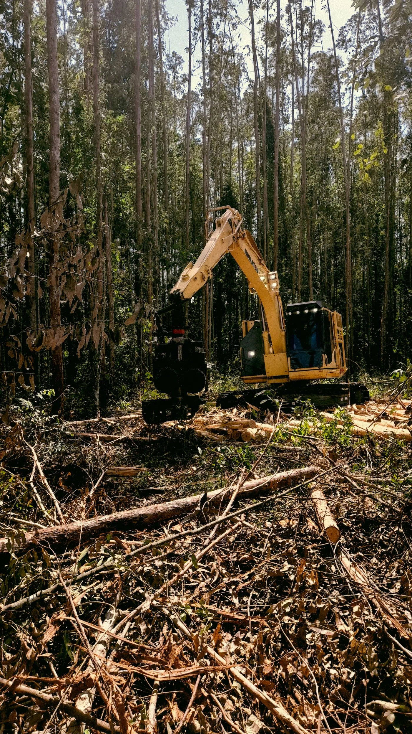 Wooded lot being cleared of trees and brush by Javier's Tree Service