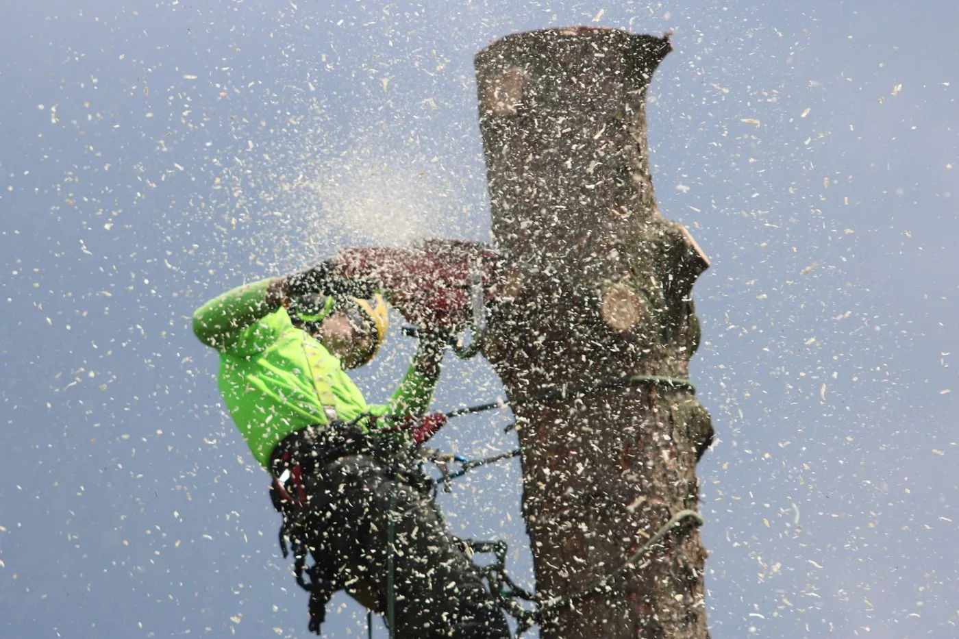 Javier's Tree Service climber removing a large tree in Central Indiana